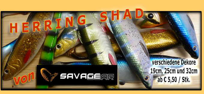 Herring Shad