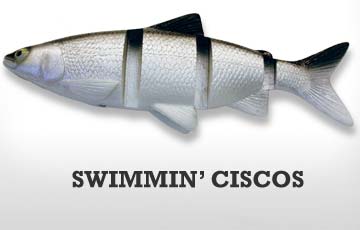 Cisco